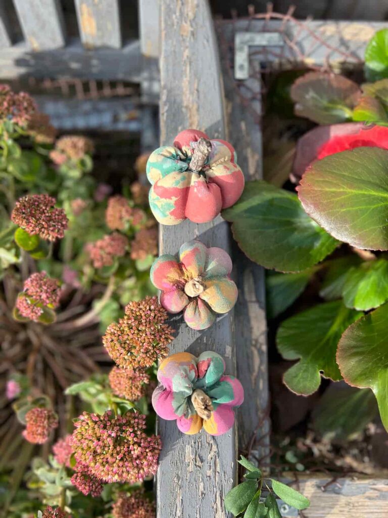 top view of rainbow pumpkins