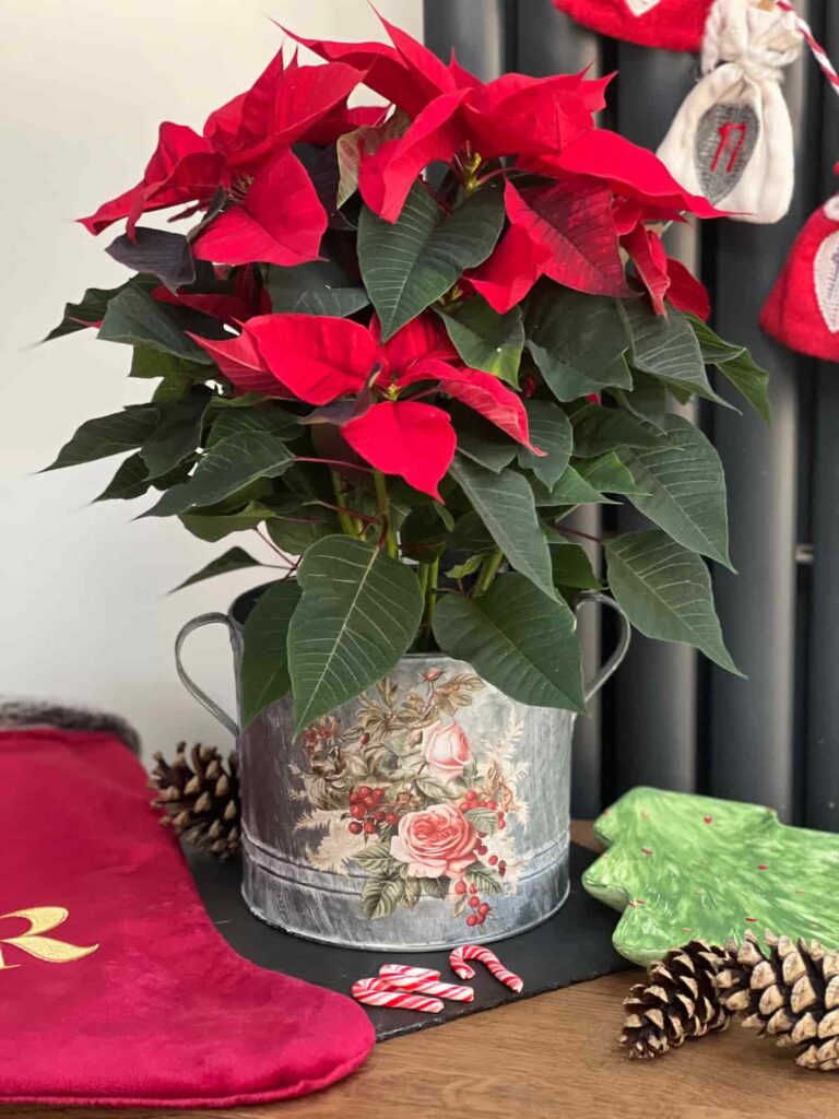 christmas planter with ponsettia plant and transfer