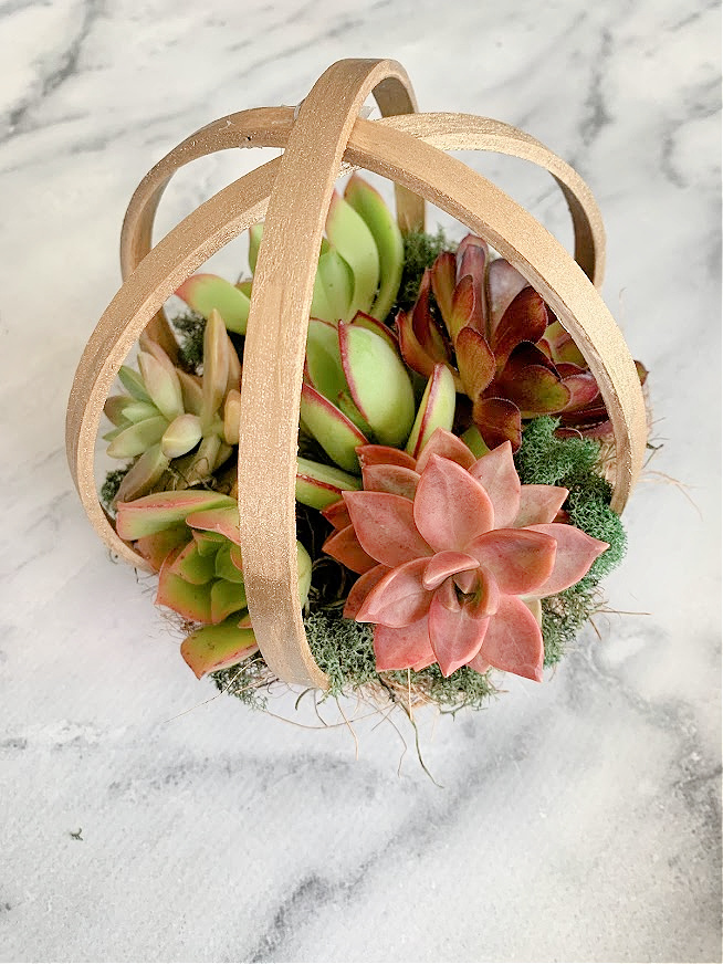 image shows globe-shaped succulent terrarium.