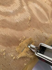 Using the staple remover on the final two staples  - reupholster old footstool 