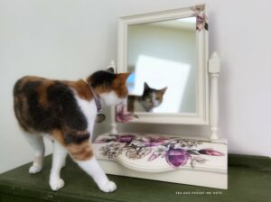 The cat and the mirror 